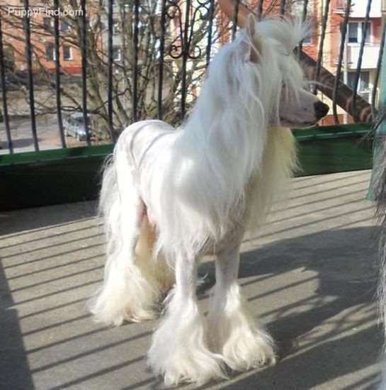 15 Amazing Facts You Didn T Know About The Chinese Crested Petpress 15 Amazing Facts You Didn T Know About The Chinese Crested Petpress