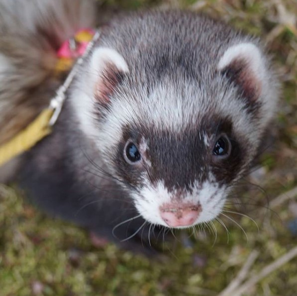 14 Tips For Keeping And Feeding Domestic Ferrets