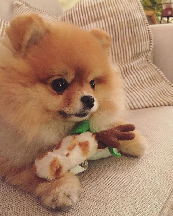 14 Favorite Toys For Your Pomeranians PetPress