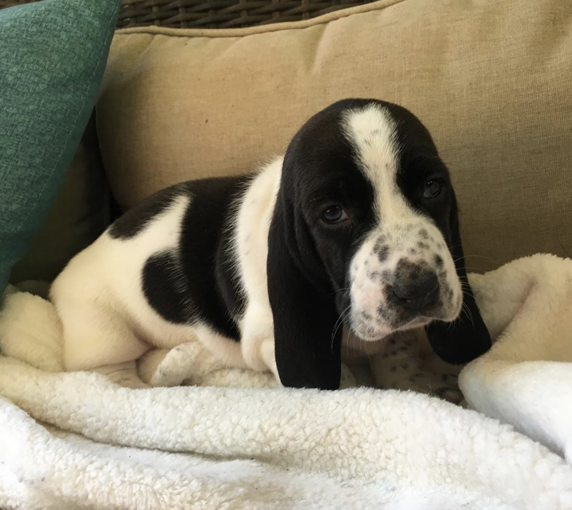 14 Pictures Proving That Basset Hound Puppies Are The Cutest! Page 3 of 3 PetPress 14 Pictures Proving That Basset Hound Puppies Are The Cutest! Page 3 of 3 PetPress