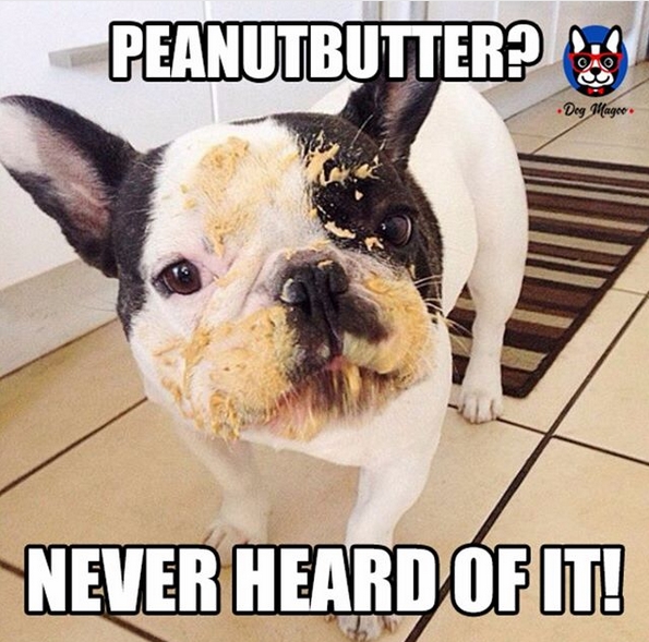 14 French Bulldog Memes That Will Make Your Day! Page 2 of 4 PetPress