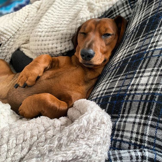 14 Сute Pictures Of Dachshunds Resting In Their Beds PetPress