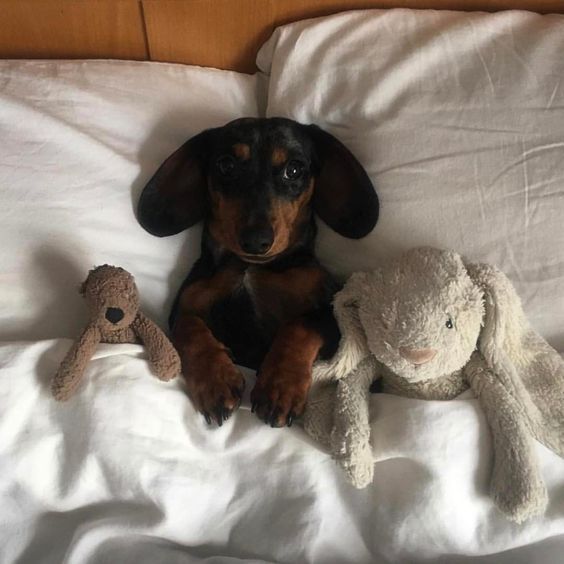 14 Сute Pictures Of Dachshunds Resting In Their Beds PetPress