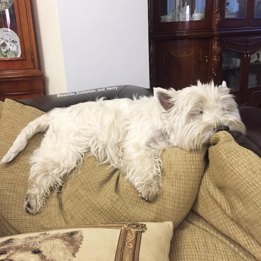 14 Hilarious Photos Of West Highland Terriers That Will Put A Smile On