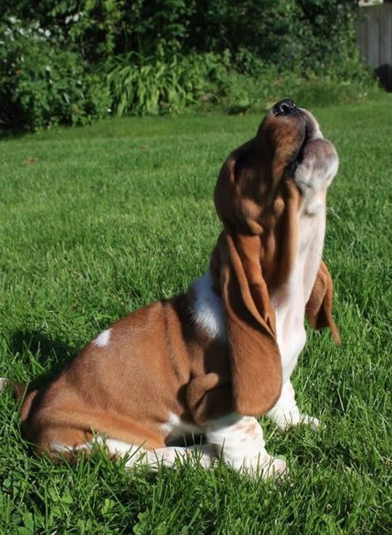 14 Hilarious Basset Hound Pics You Won't PetPress