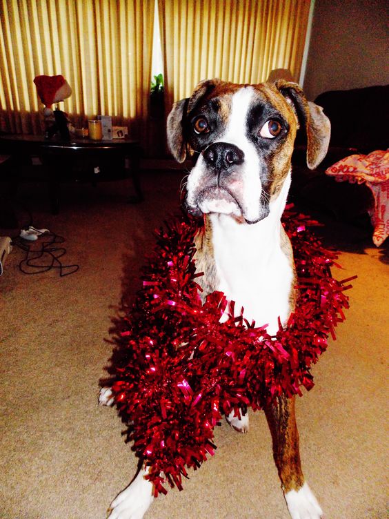 14 Christmas Boxers That You Will Surely Love Page 3 of 3 PetPress