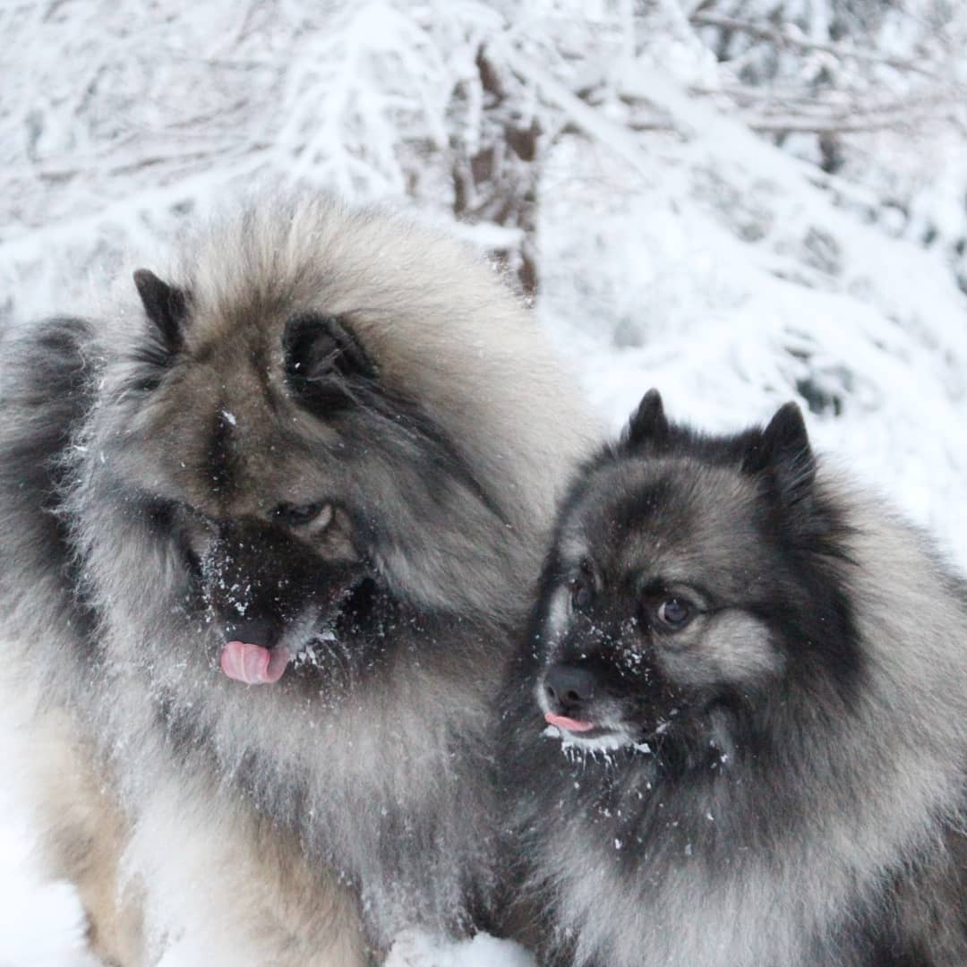 14 Fluffy Facts About Keeshonds PetPress