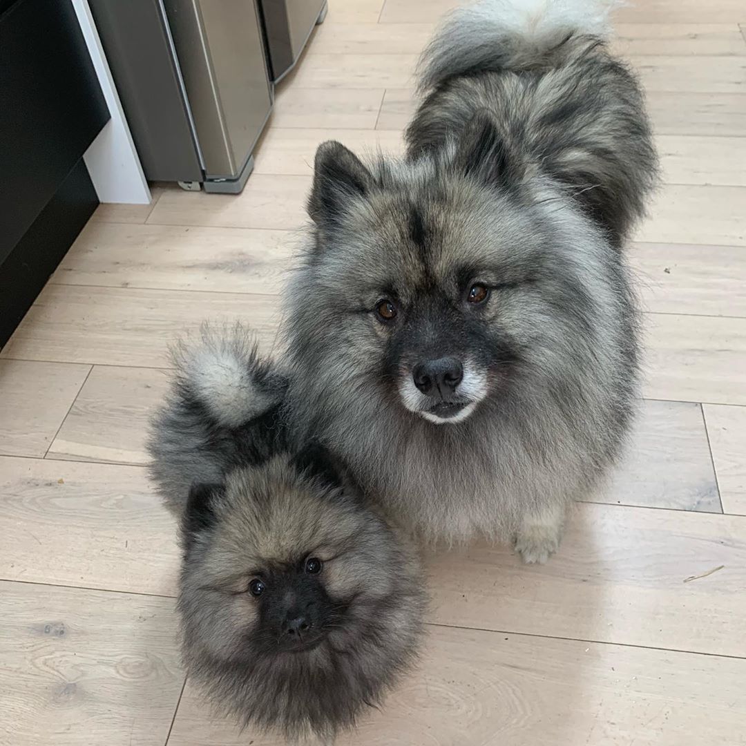 14 Fluffy Facts About Keeshonds PetPress