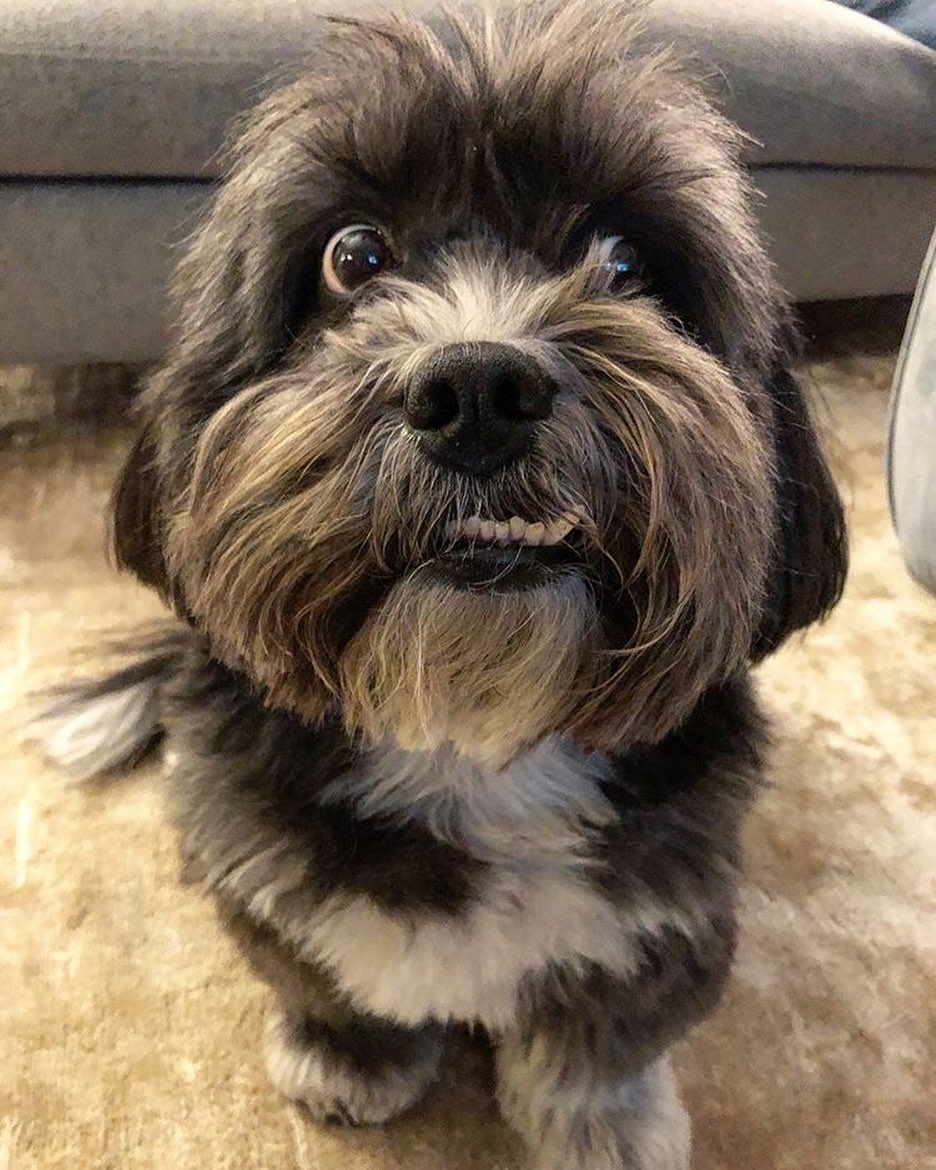 14 Magnificent Facts About Tibetan Terriers PetPress