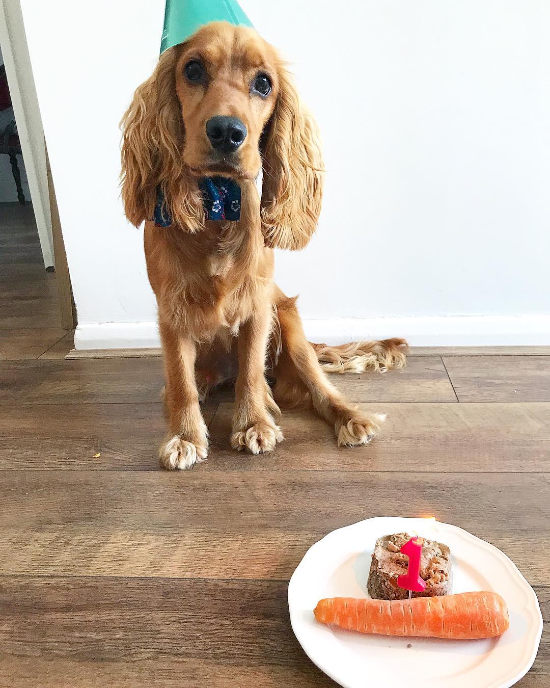 Кокер-спаниели в жизни знаменитостей