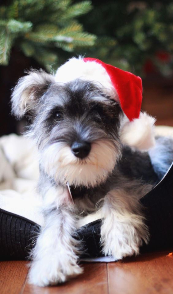 14 Lovely Pictures Of Schnauzers In Their Favorite Clothes PetPress