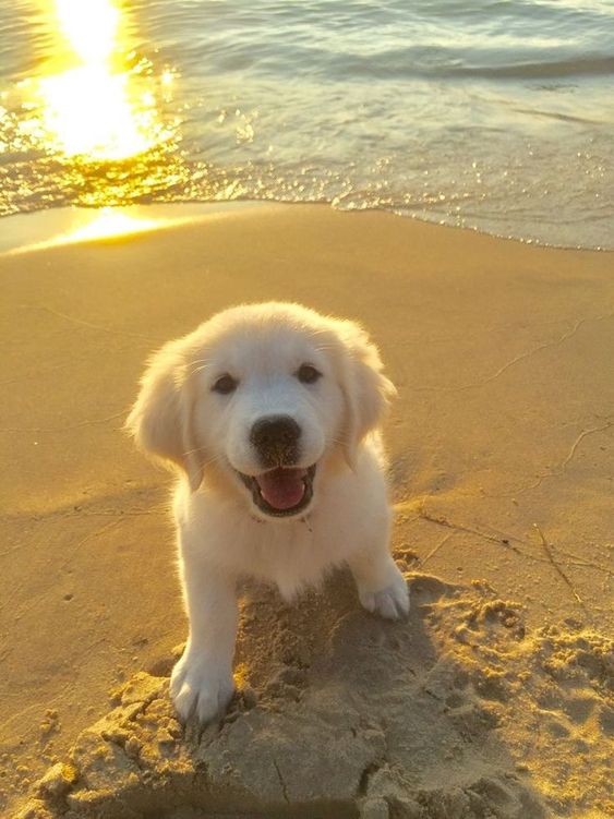 14 Lovely Photos Of Golden Retrievers Spending Time Near the Sea Page