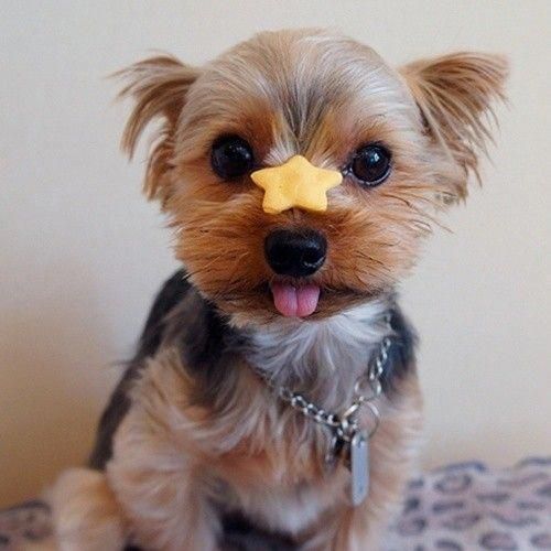 14 Cute Yorkies That Are Very Happy PetPress