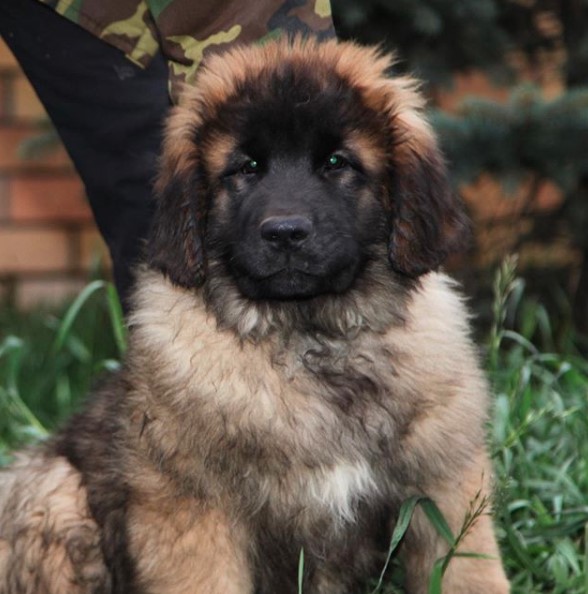 14 Most Interesting Facts About Leonbergers Page 2 of 3 PetPress