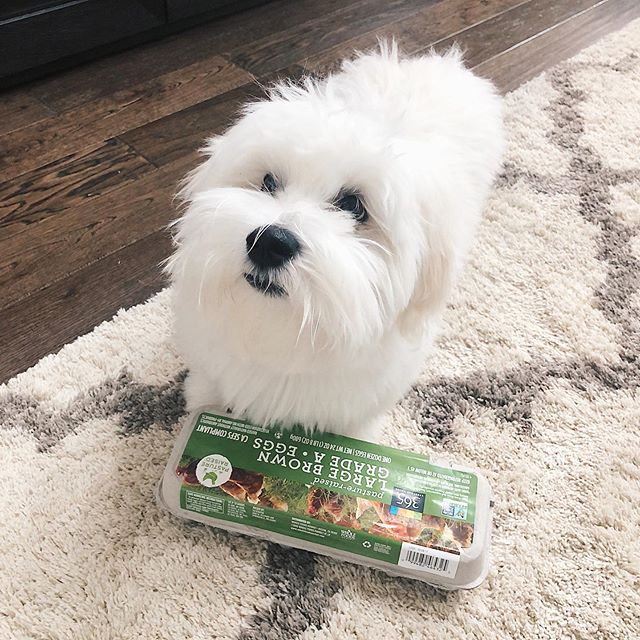 14 Facts About the Coton De Tulear PetPress