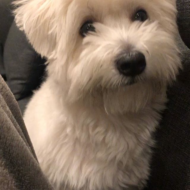 14 Facts About the Coton De Tulear PetPress