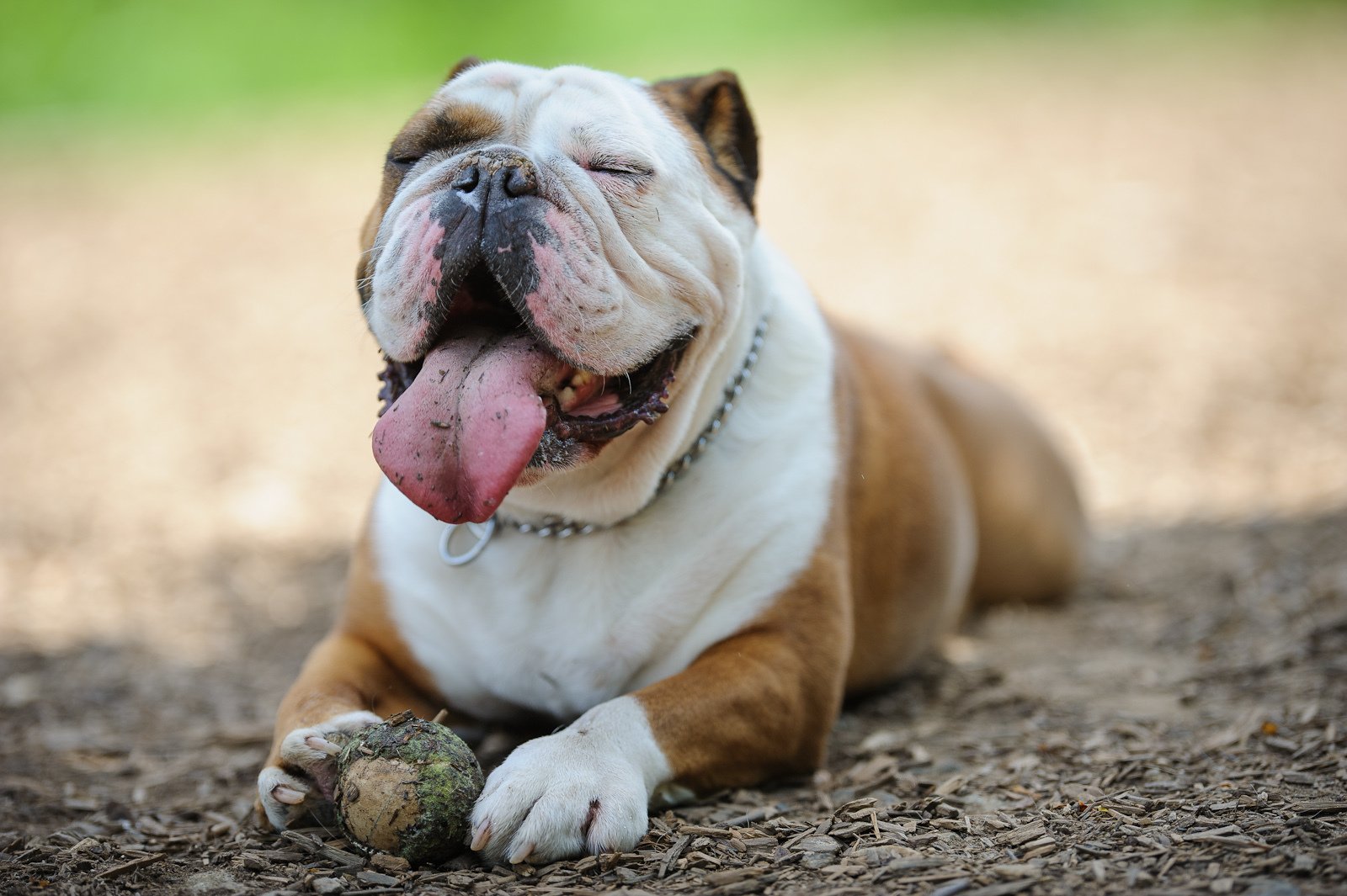 14 Fun Facts You Probably Didn't Know About English Bulldogs PetPress