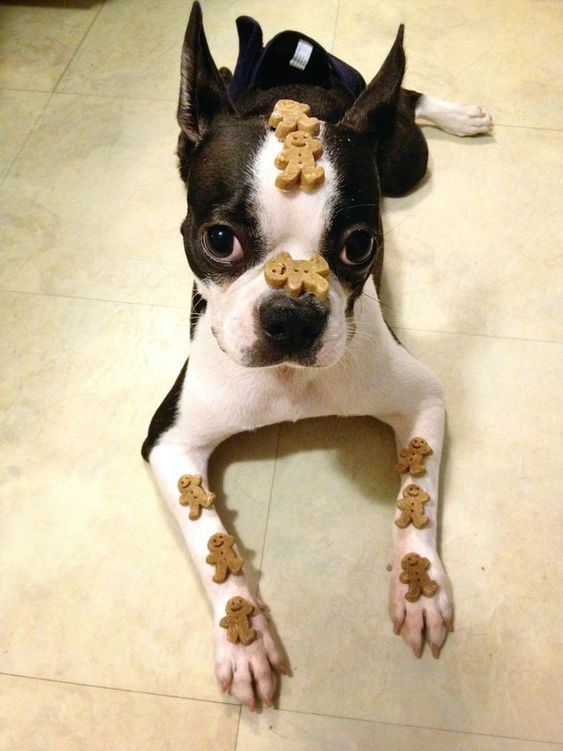 14 Hilarious Photos Of Boston Terriers That Will Put A Smile On Your