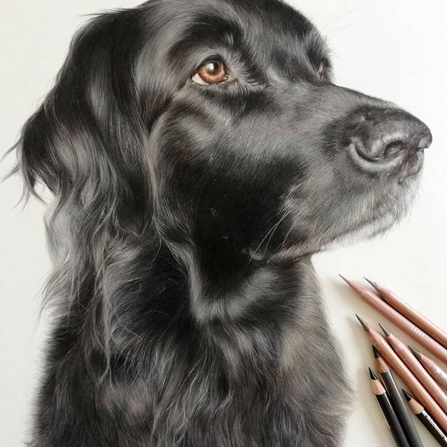 akc flat coated retriever
