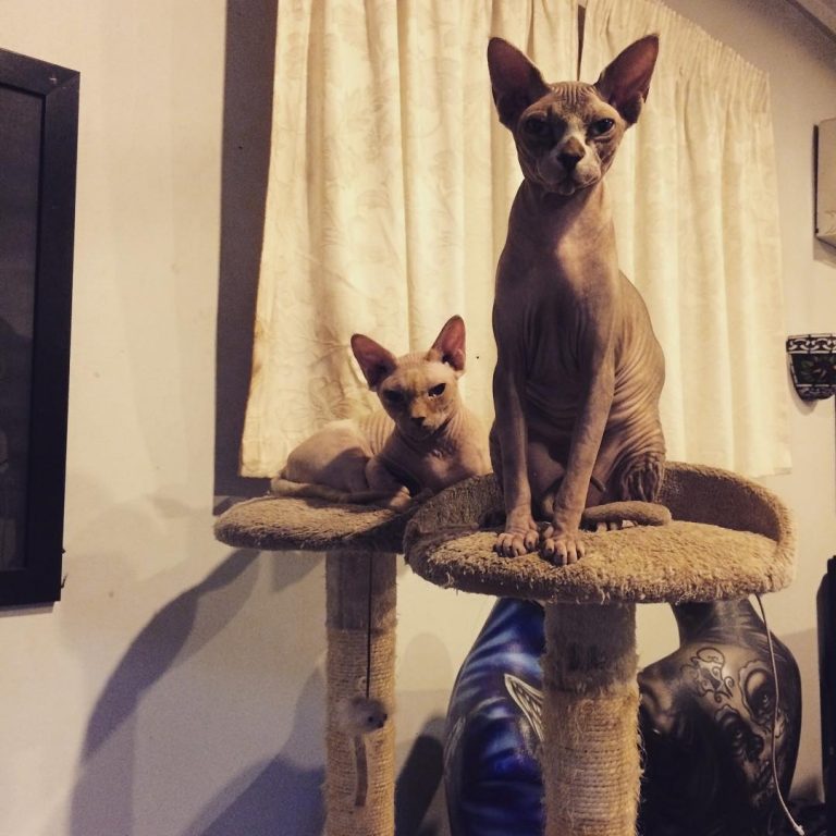 14 Interesting Facts About The Sphynx Cat - Page 2 of 4 - PetPress