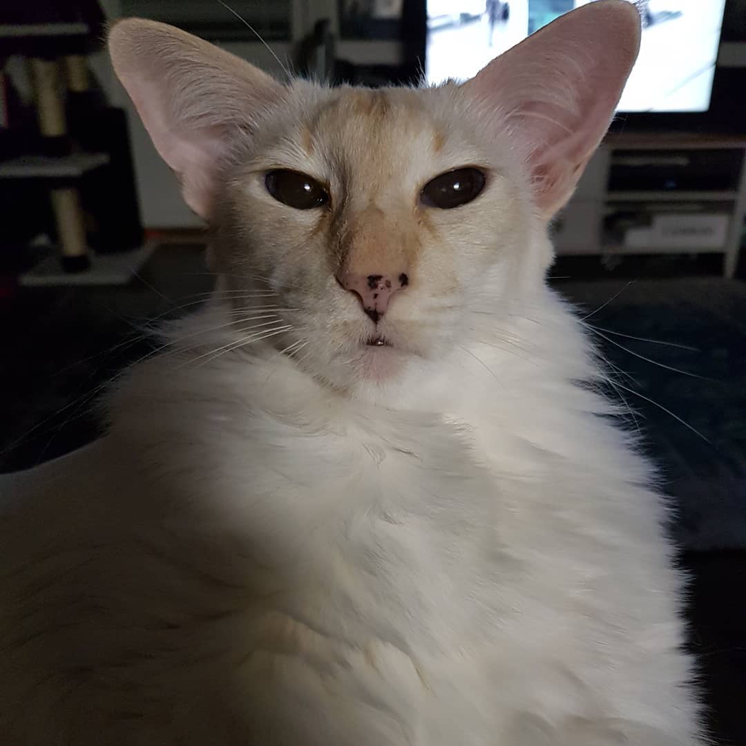 Балинез Кошка Фото