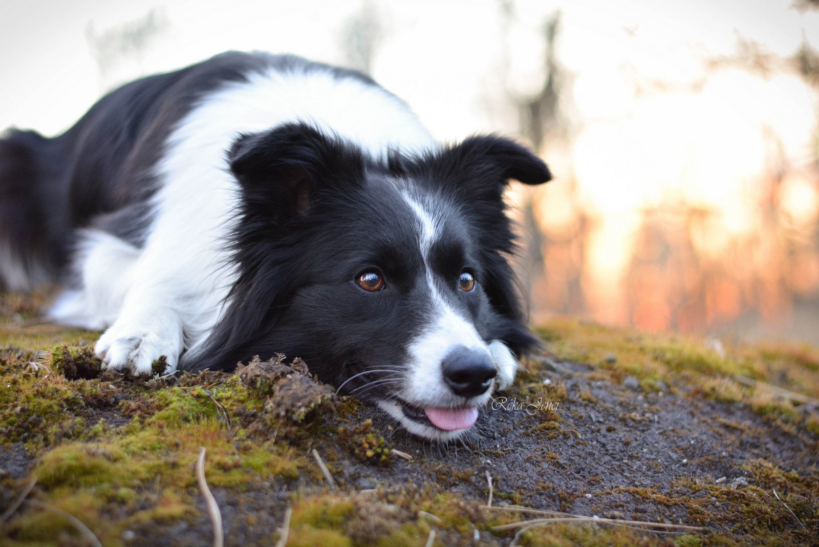 14 Things You Should Know If You Want To Get A Border Collie PetPress