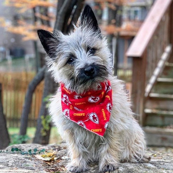 The Cairn Terrier is a fullfledged hunting dog that has been