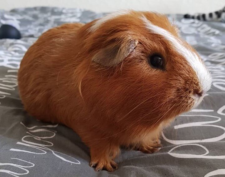 Top 500+ Best Guinea Pig Names The Ultimate List PetPress