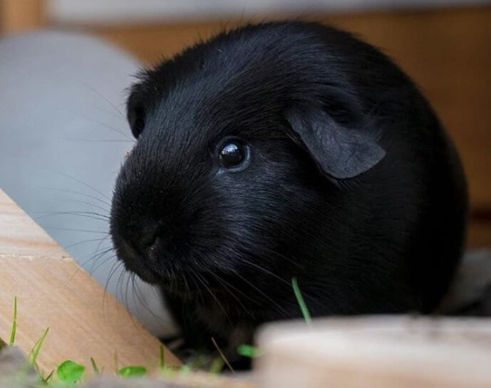 black and tan guinea pig
