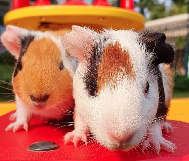 Top 500+ Best Guinea Pig Names The Ultimate List PetPress