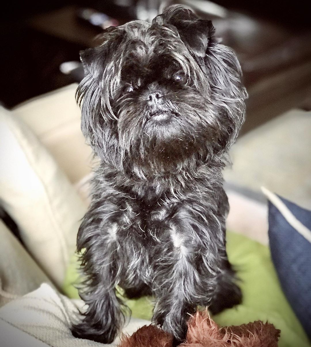 14 Magnificent Facts About Affenpinschers PetPress