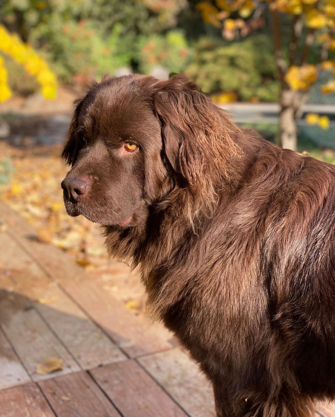 14 Fabulous Facts About Newfoundland Dogs Page 2 of 4 PetPress