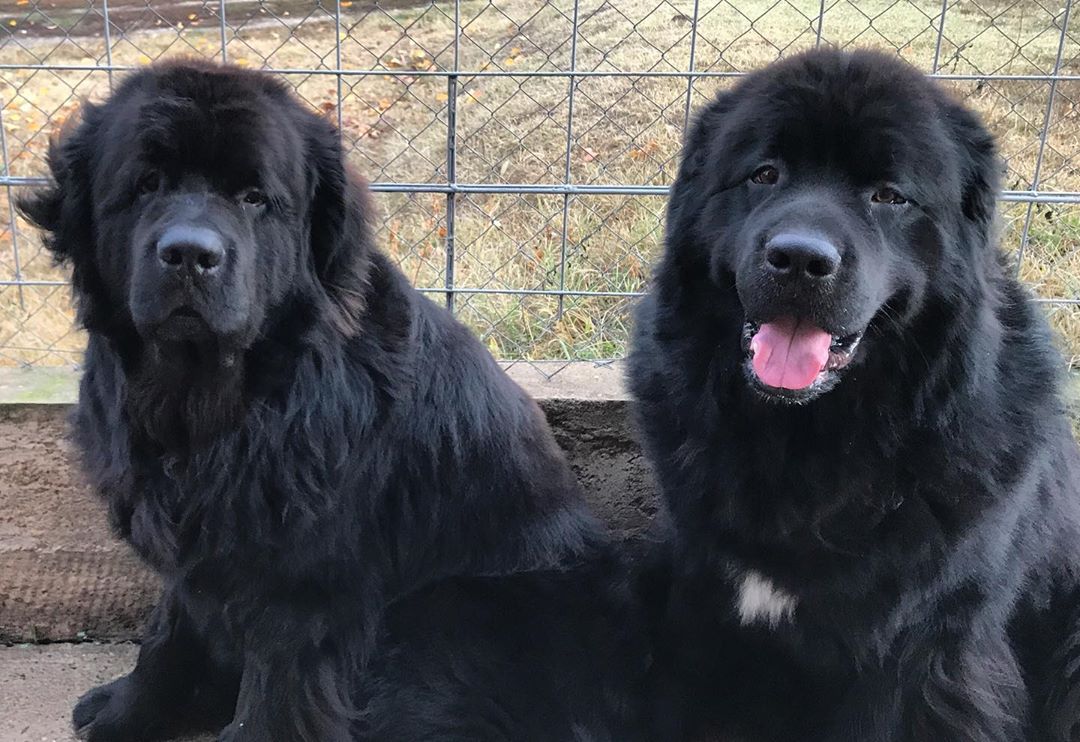 14 Fabulous Facts About Newfoundland Dogs Page 2 of 4 PetPress