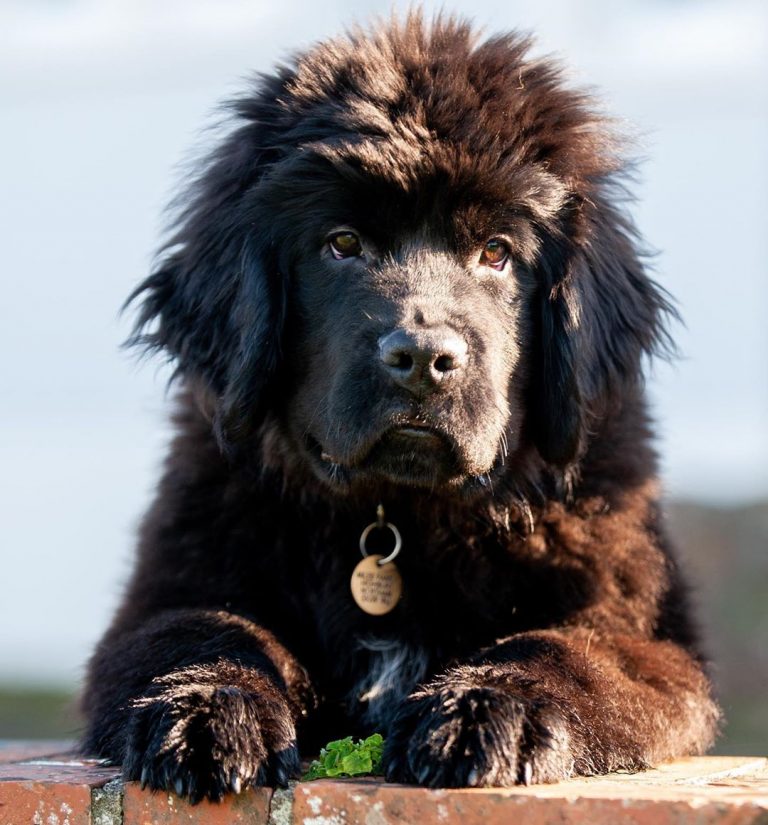 10 FACTS ABOUT NEWFOUNDLAND DOGS visual data 2