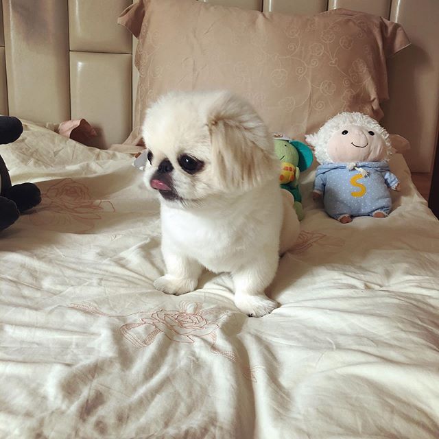 teddy bear pekingese