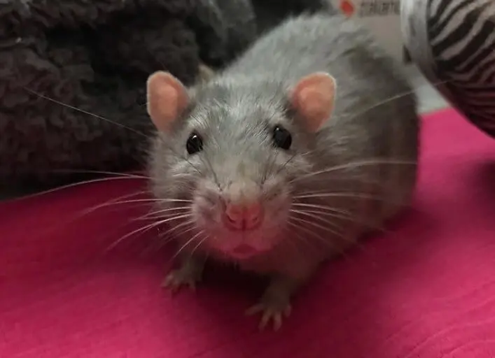 Top 550 Best Names For Pet Rats The Ultimate Rat Name List Petpress