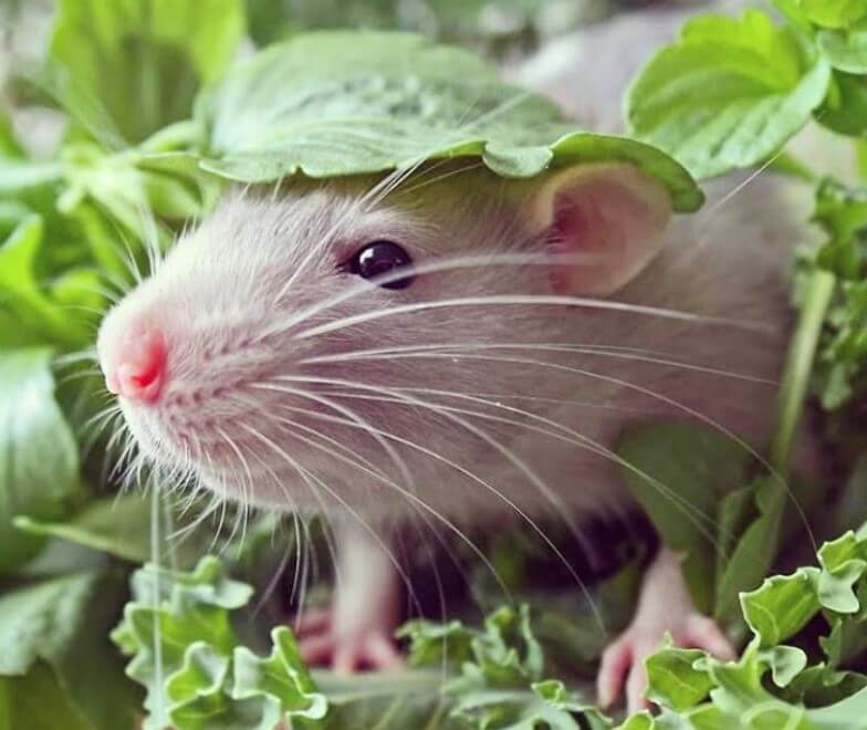 Top 550+ Best Names for Pet Rats The Ultimate Rat Name List PetPress