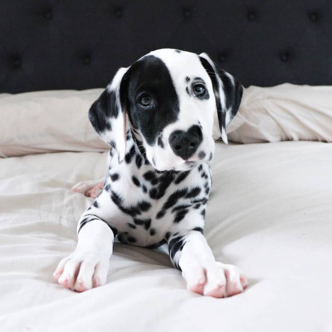 14 Elegant Facts About Dalmatians PetPress
