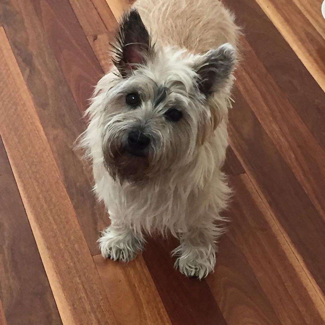 14 Wonderful Facts About Cairn Terrier Dogs Page 2 of 4 PetPress