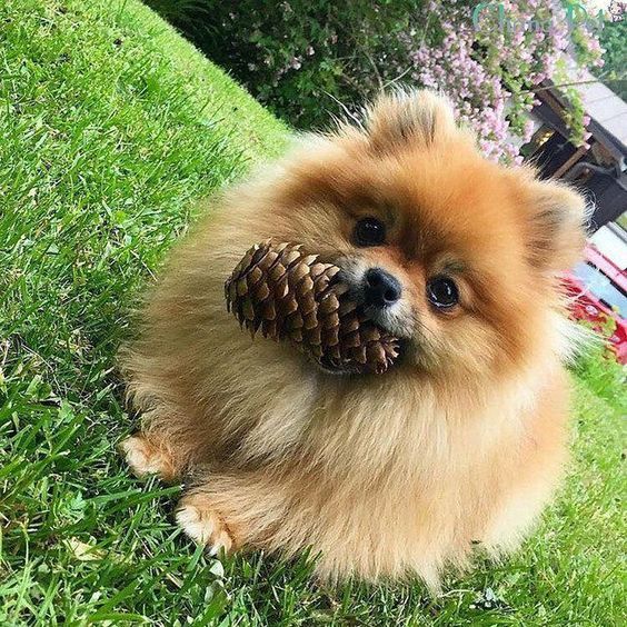 14 Cute Pomeranians With Their Favorite Toys PetPress