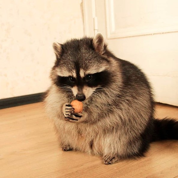14 Nutrition And Care Tips For Raccoons PetPress