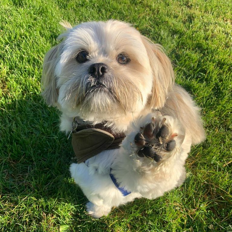 14 Incredible Reasons To Love Lhasa Apsos PetPress