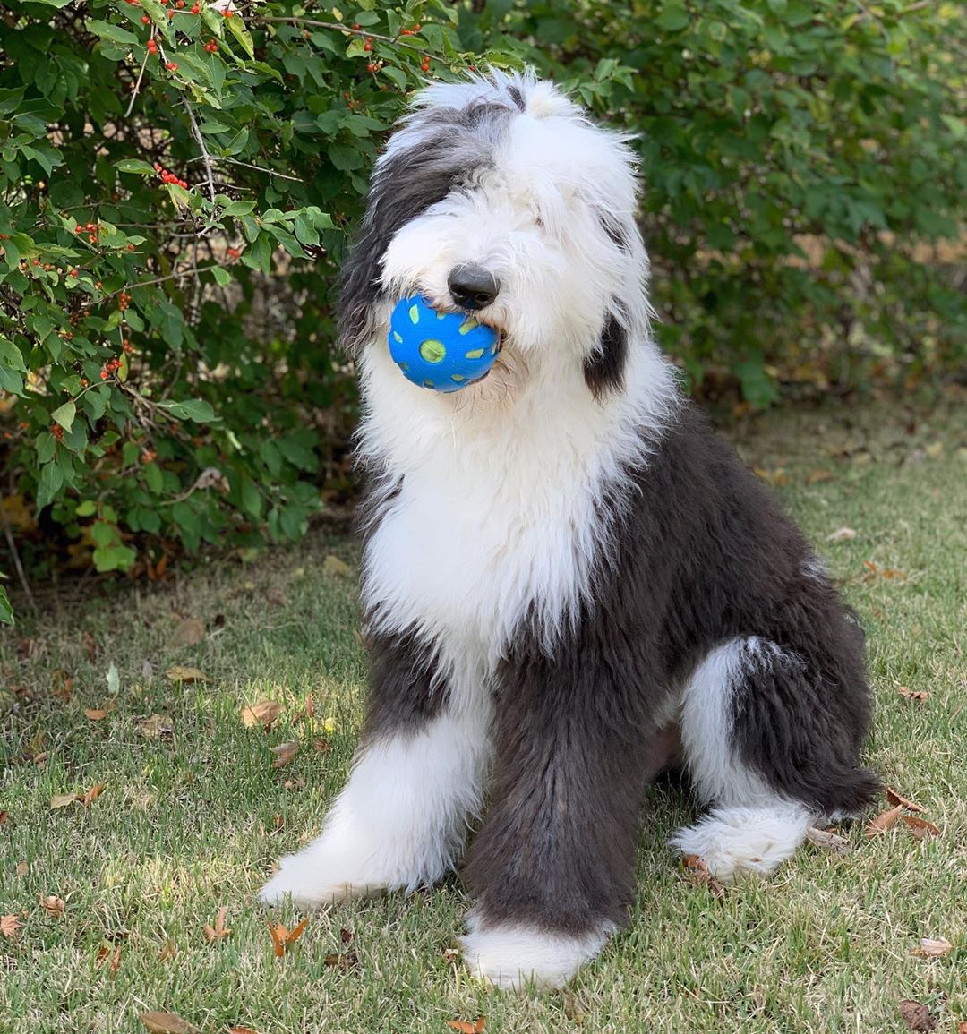 14 adorable facts about old english sheepdogs petpress