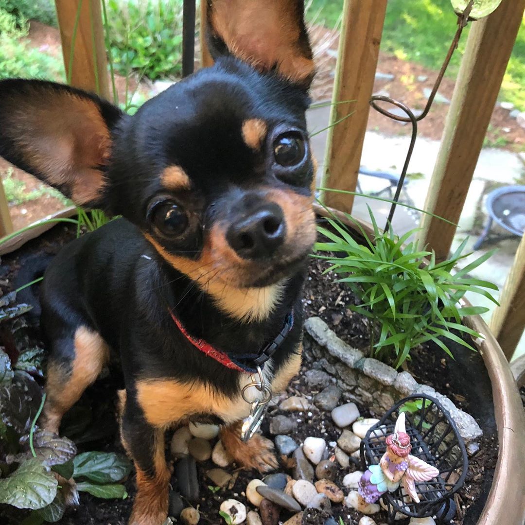 14-facts-about-chihuahuas-petpress