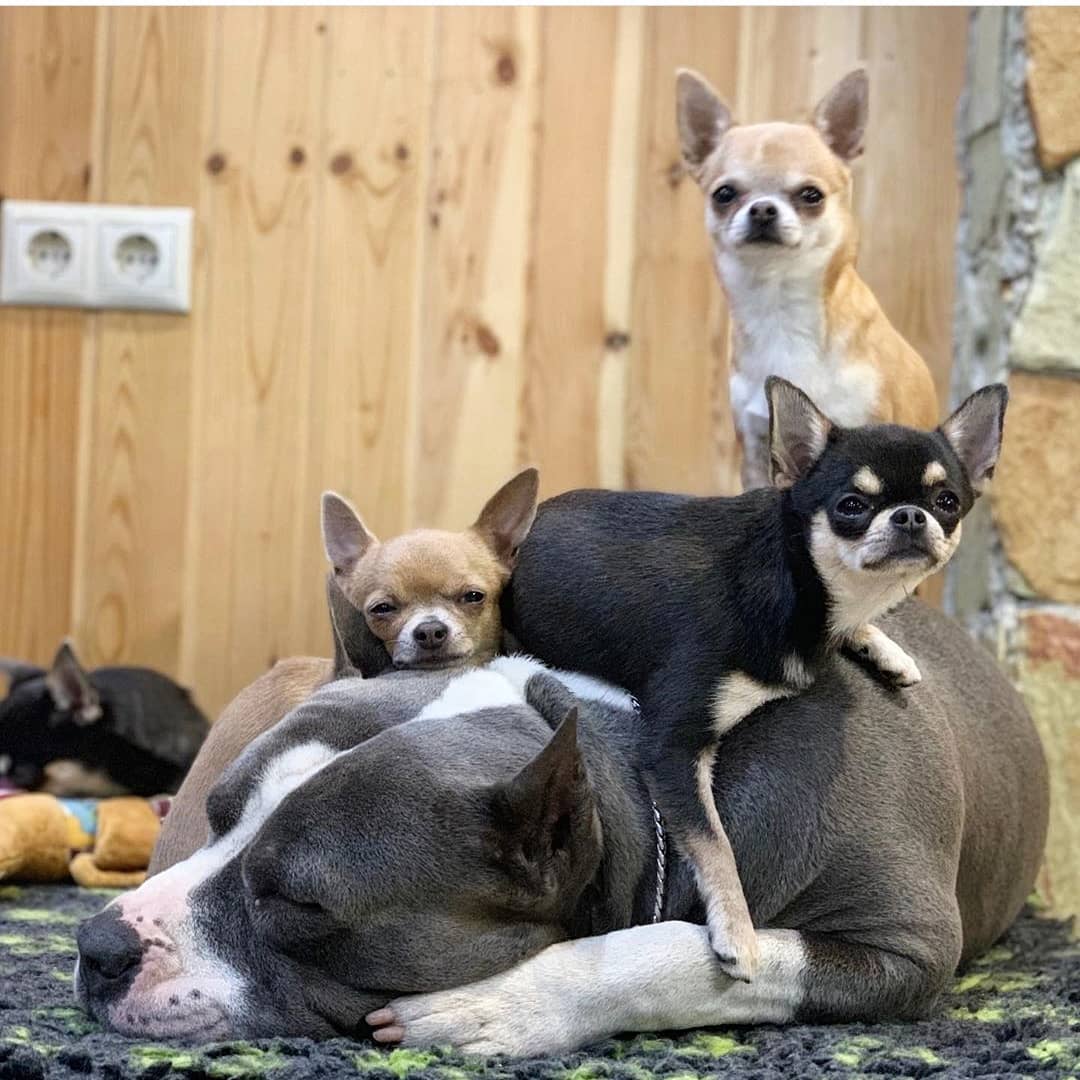 14 Facts About Chihuahuas PetPress