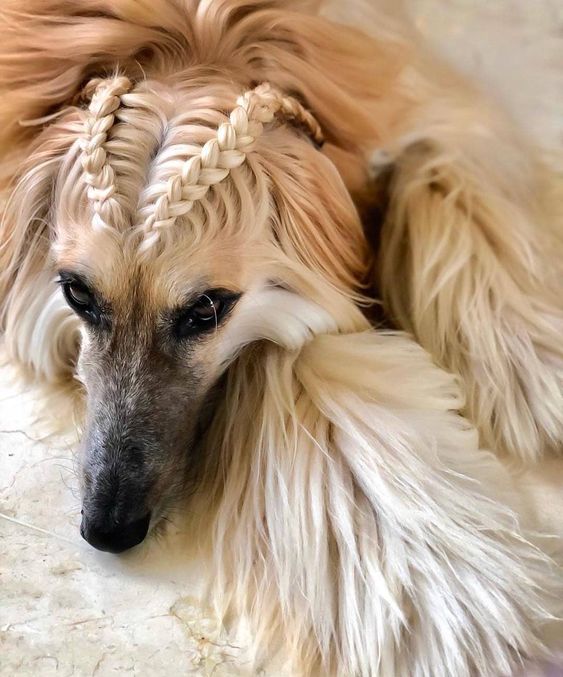 15 Interesting Hairstyles For Afghan Hounds PetPress