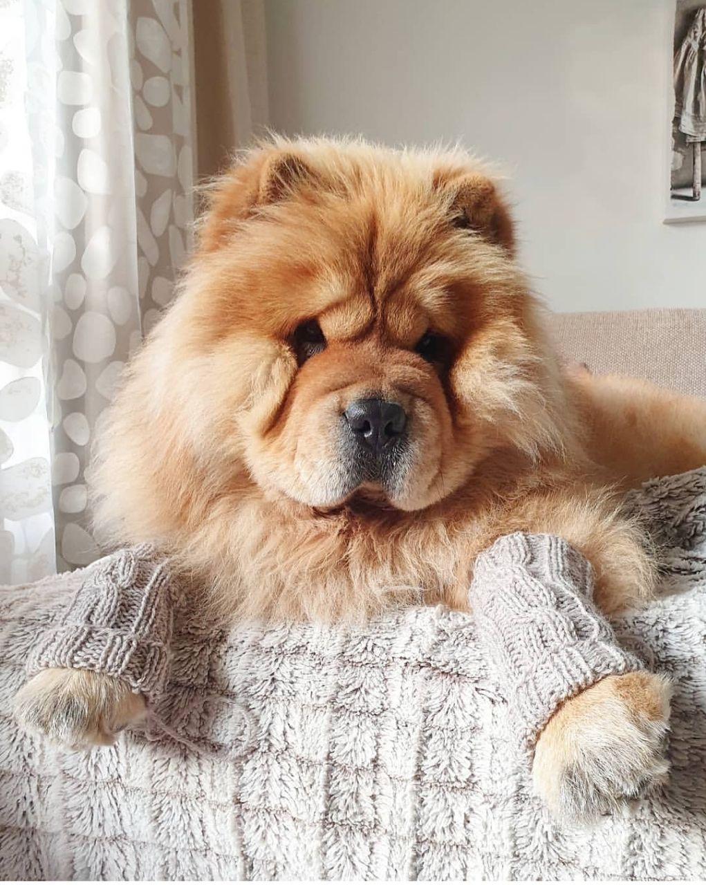 funny chow chow
