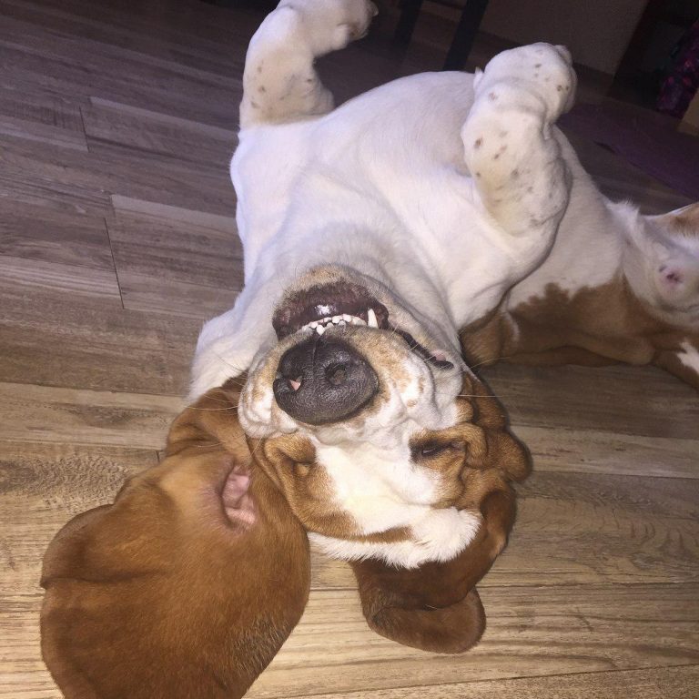 The 16 Most Hilarious Basset Hounds Page 2 of 3 PetPress