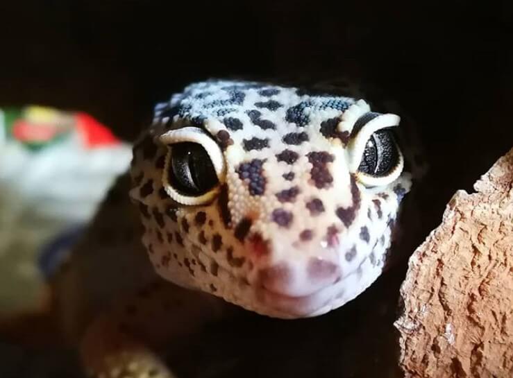 410 Best Leopard Gecko Names For Male And Female PetPress