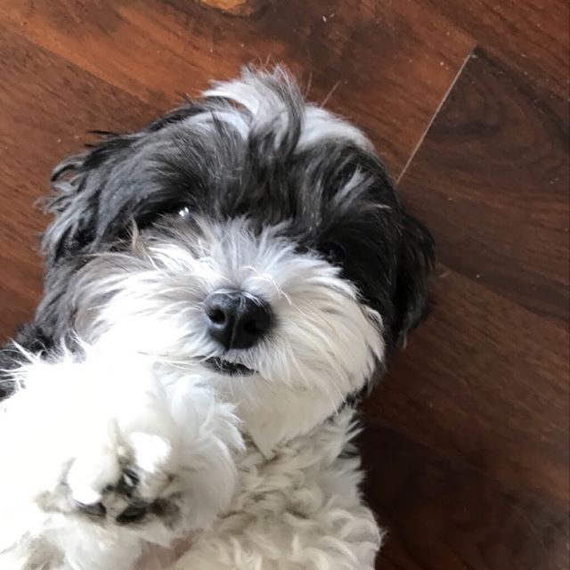 14 Cool Facts About The Havanese Dog PetPress